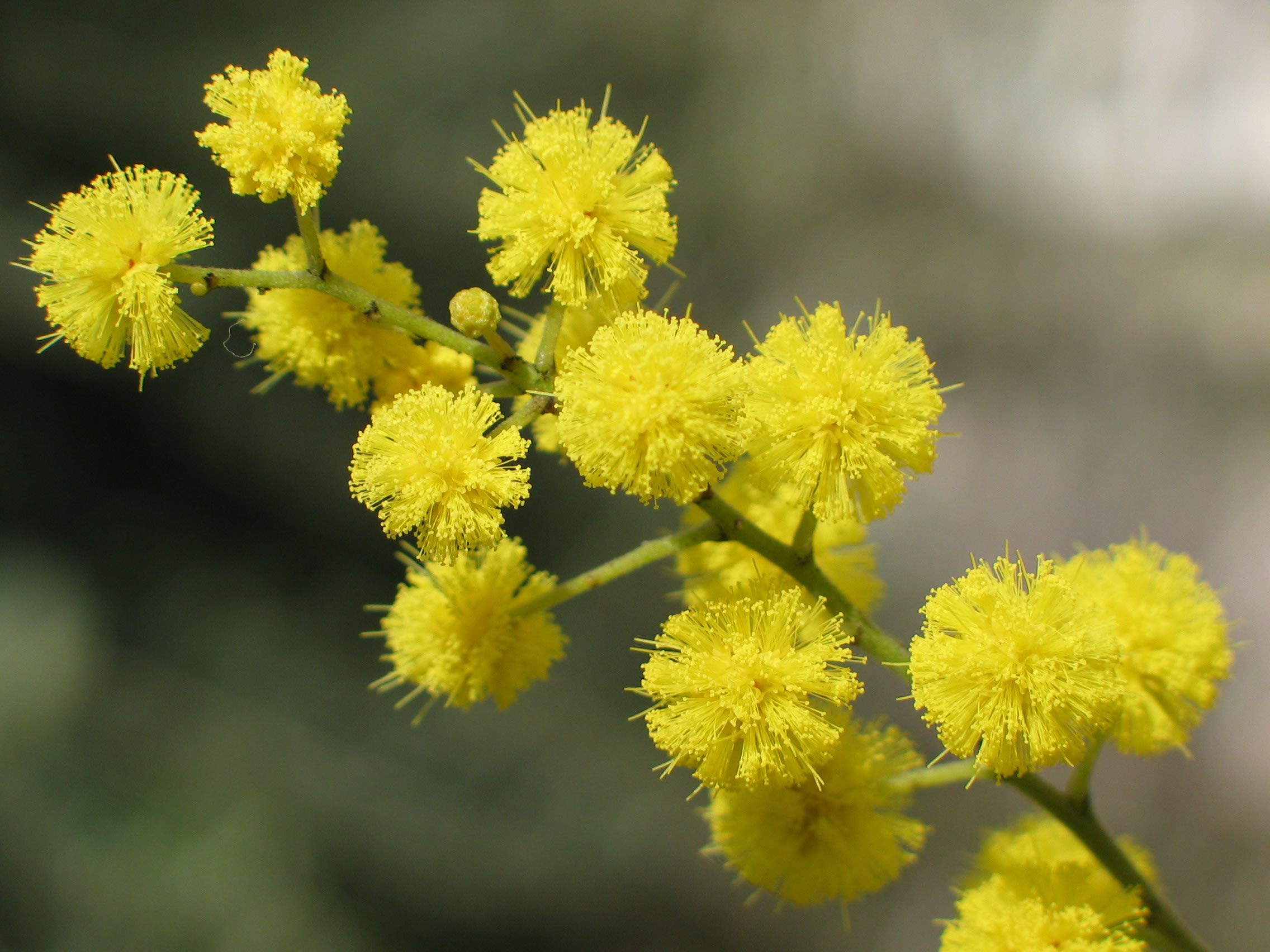 mimose